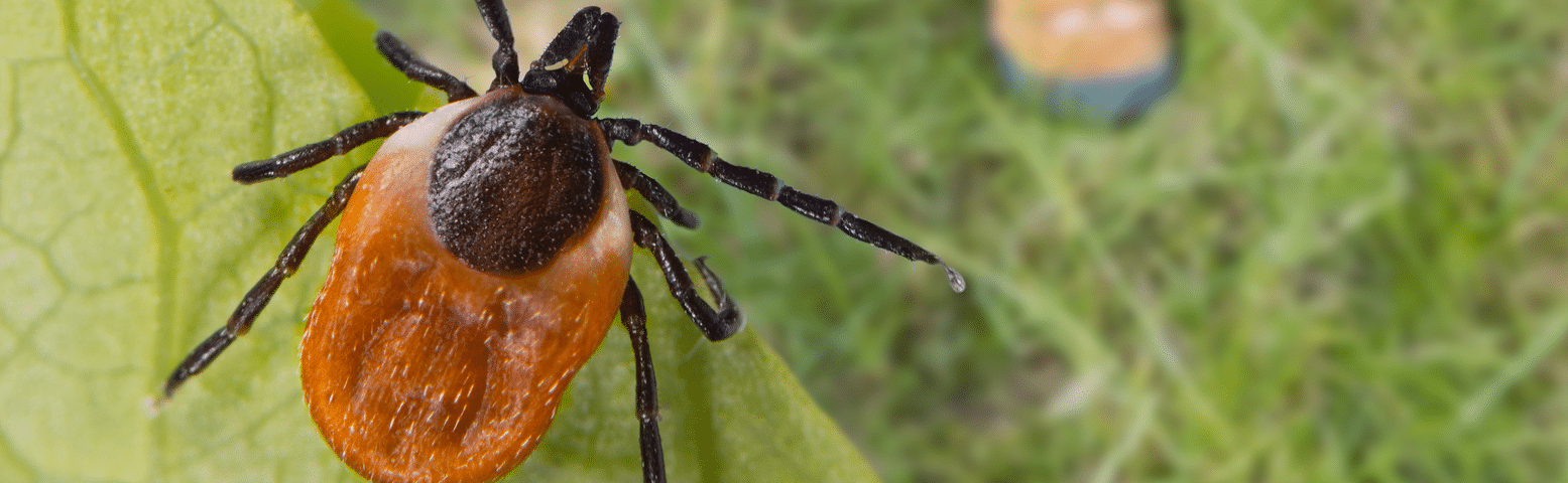 Tick Alert: Safeguarding your Summer Activities