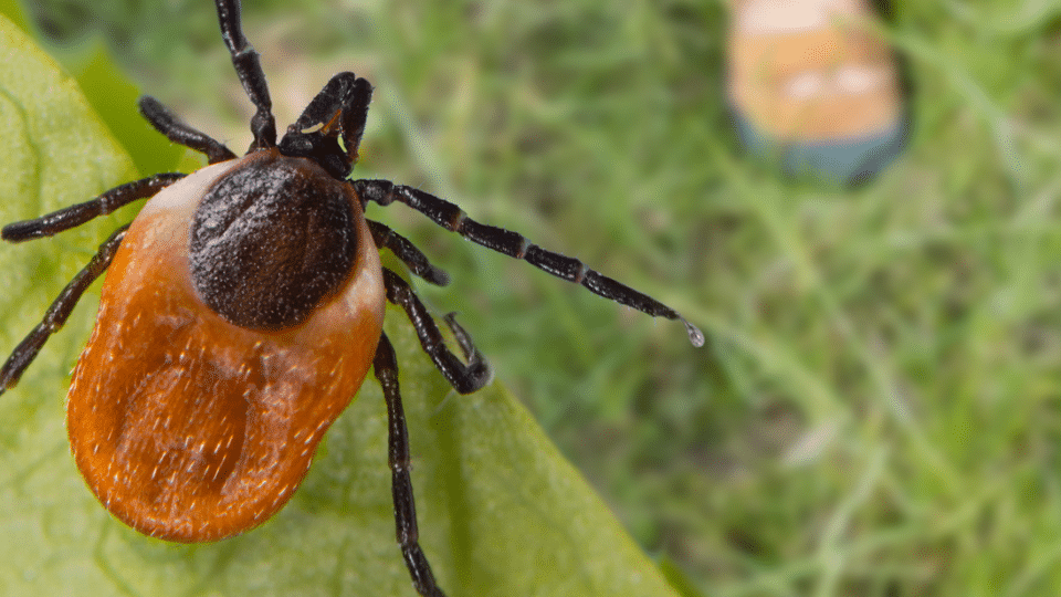 Ticks And Disease